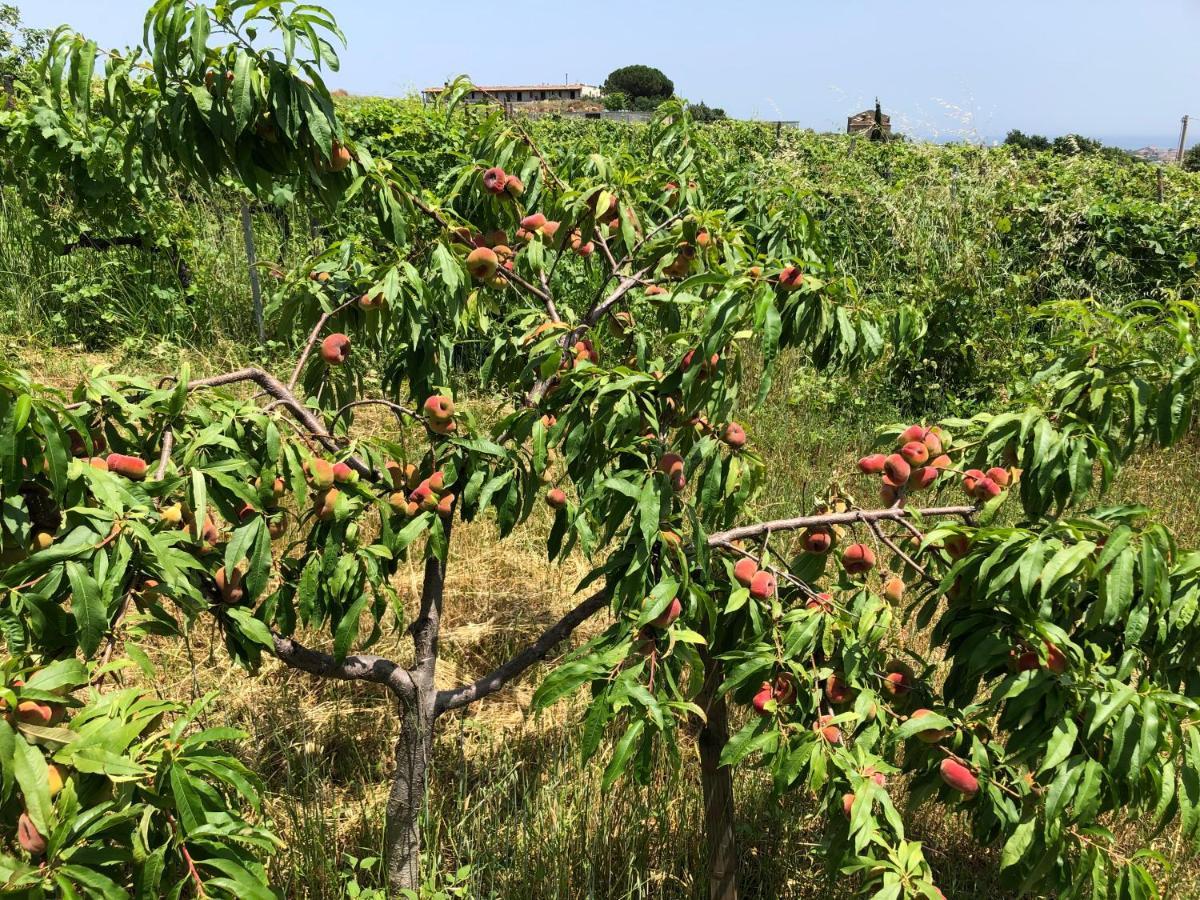 Cirò Marina Agriturismo Donna Germana מראה חיצוני תמונה